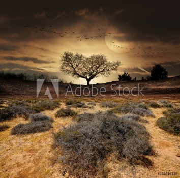 Picture of Paysage dsert arbre fantastique dcor aride sec scheresse climat